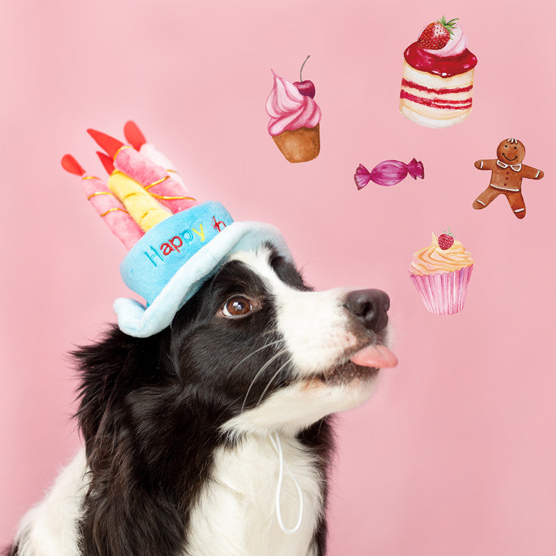 Pet Happy Birthday Hat