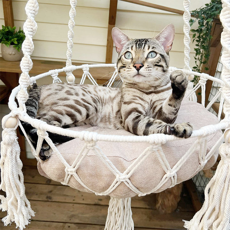 Cat sitting comfortably in a cat hammock