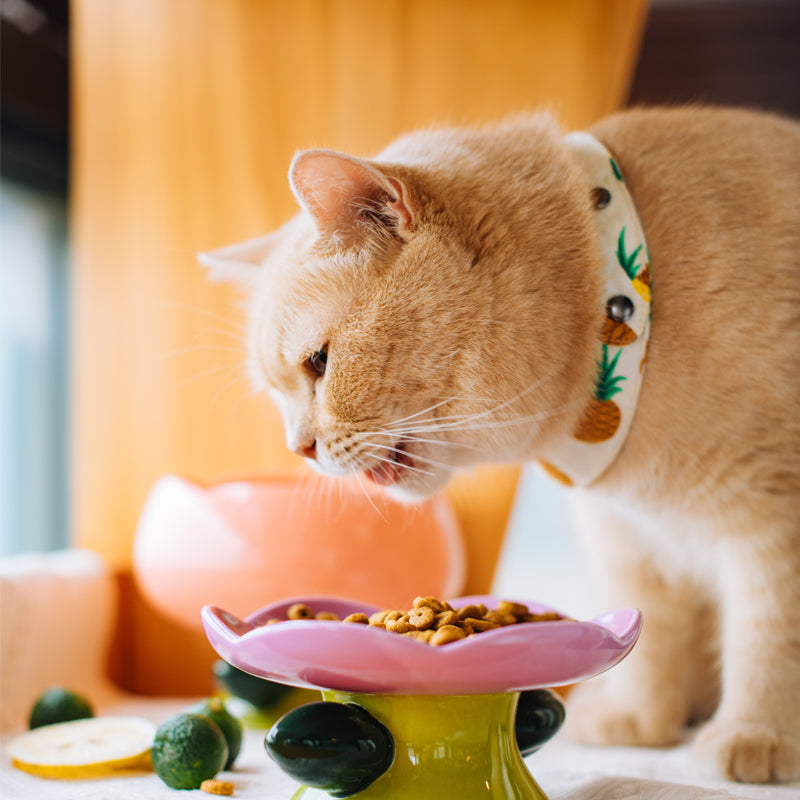 elevated cat food bowl