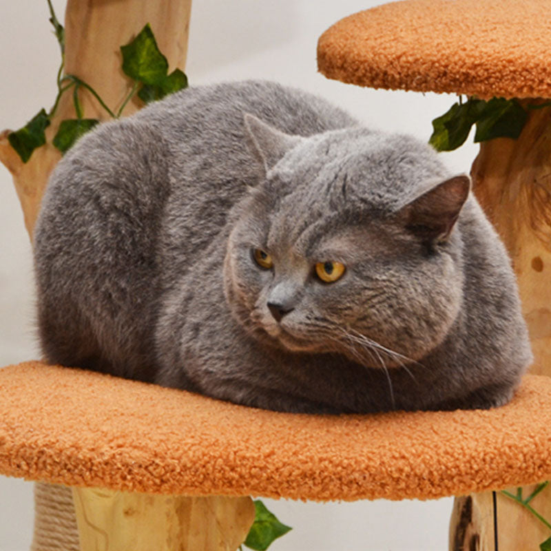 Cat lying on orange platform