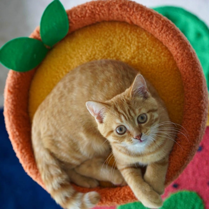 Top view of an orange cat on the orange platform of the Fruit World Cat Tree