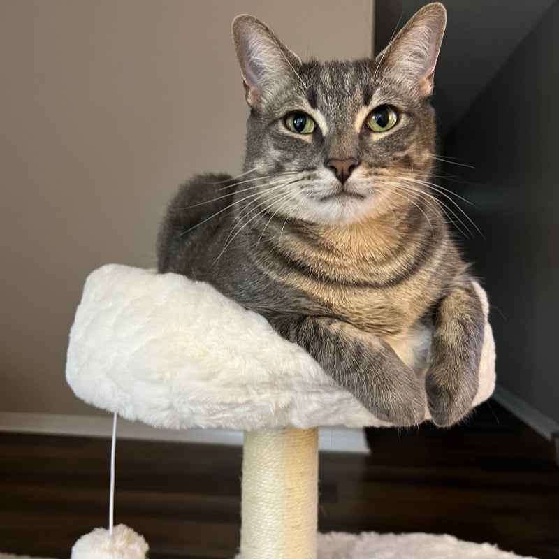 A cat lying in the soft top bed of the Milk Cloud Cat Tree