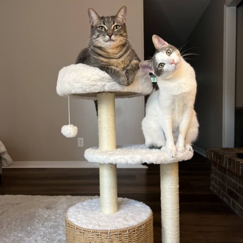 Two cats resting in the soft beds of the Milk Cloud Cat Tree