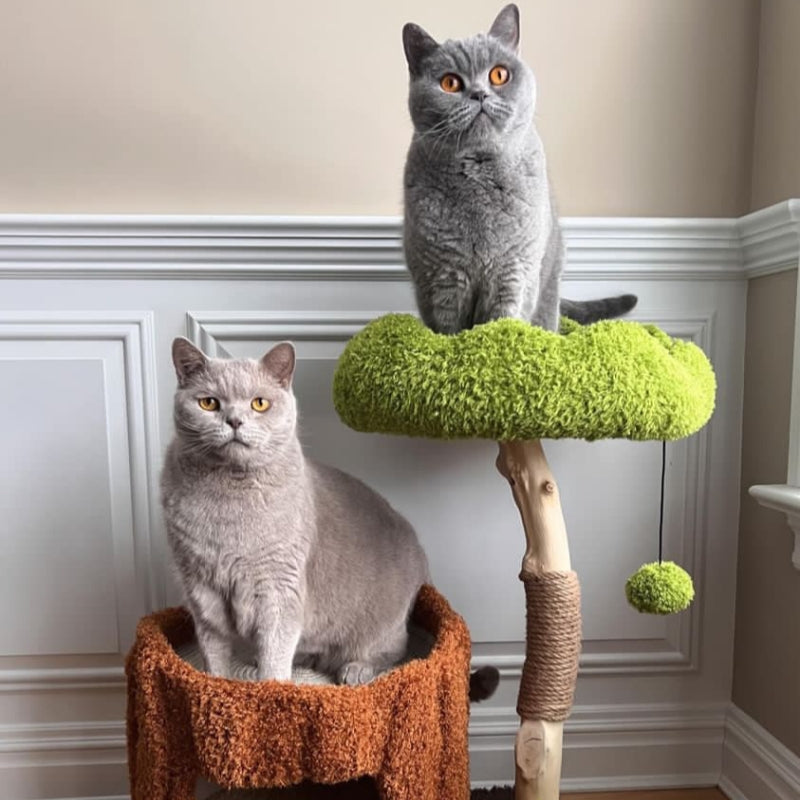 Two cats on the Stylish Catnap Stump Cat Tree.